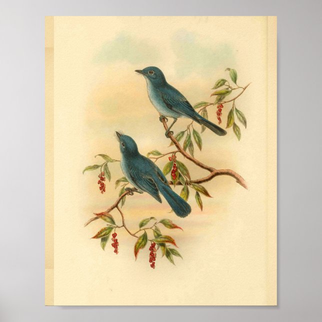 Impression Vintage d'oiseaux de chasse Blue de Row (Devant)