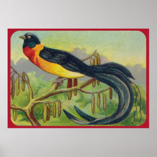 Impression vintage d'oiseaux tropicaux
