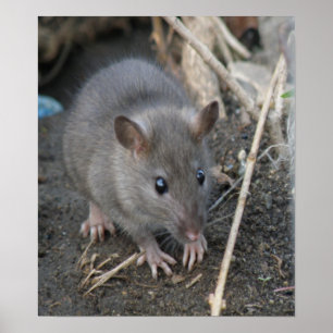 Impression Young Wild Rat