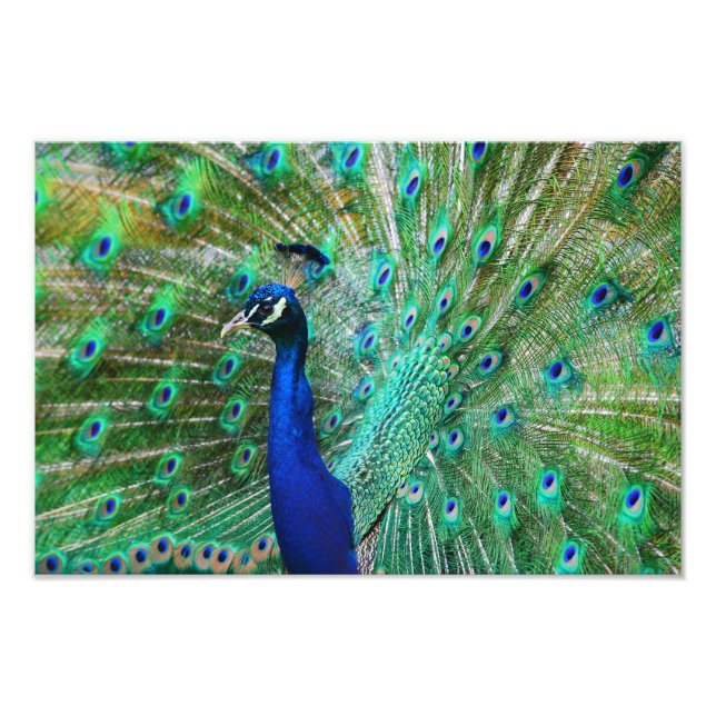 Impressionnant Peacock Photo (Devant)