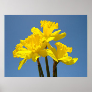 Impressions d'art d'affiches de fleurs de jonquill