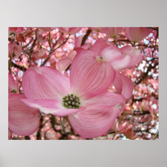 Impressions d'art de fleurs de cornouiller affiche (Devant)
