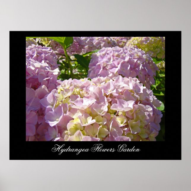 Impressions d'art de fleurs d'hortensia rose Botan (Devant)