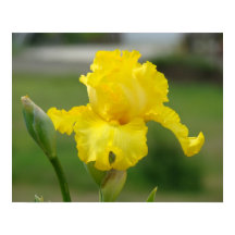 Impressions d'art de fleurs d'iris jaunes Iris