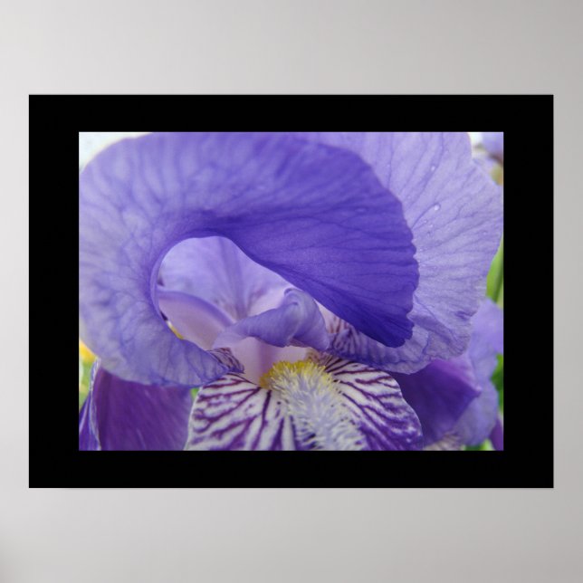 Impressions d'art de fleurs d'iris violettes Irise (Devant)