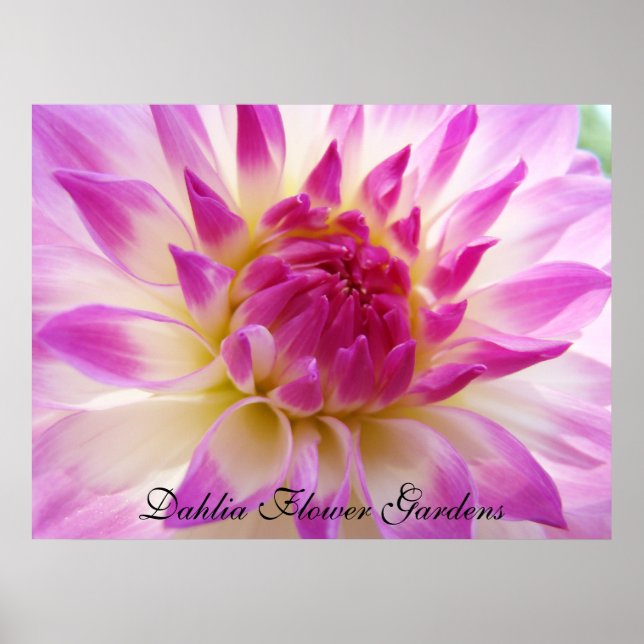 Impressions d'art de jardin de fleurs de dahlia Da (Devant)
