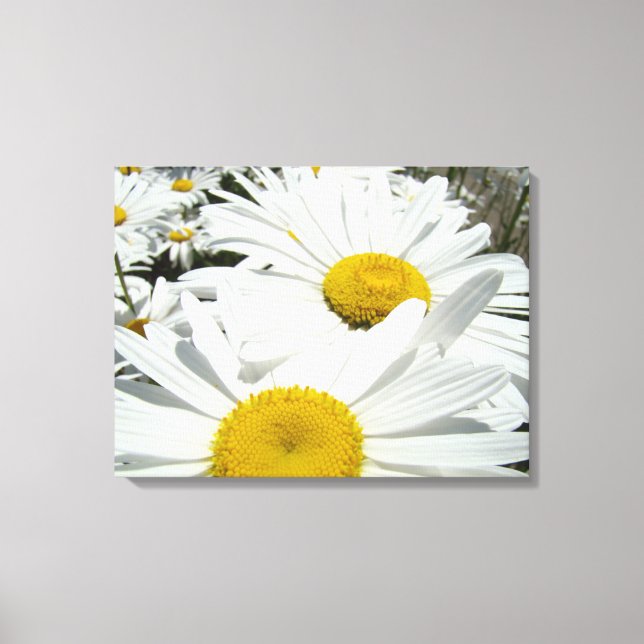 Impressions d'art de jardin de fleurs de marguerit (Recto)