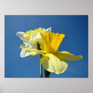 Impressions d'art de jonquilles printanières Flora