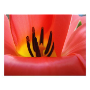 Impressions d'art de photographie d'art Tulipe rou