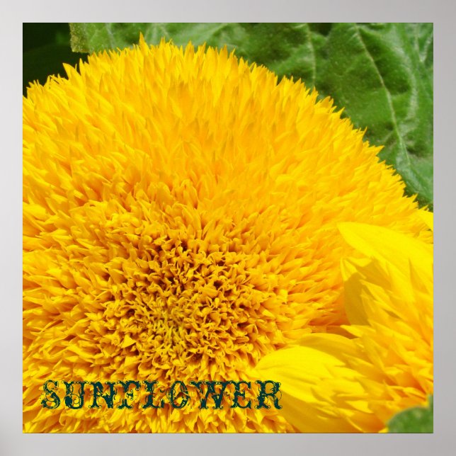 Impressions d'art de tournesol Fleurs florales déc (Devant)