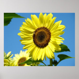 Impressions d'art de tournesols Art mural Toile Ci