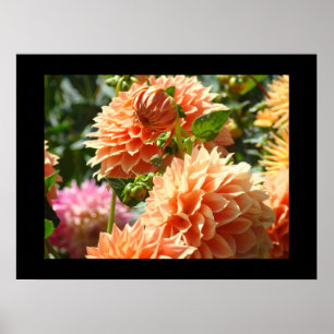 Impressions d'art décoratif Fleurs de dahlia orang