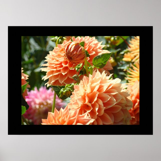 Impressions d'art décoratif Fleurs de dahlia orang (Devant)