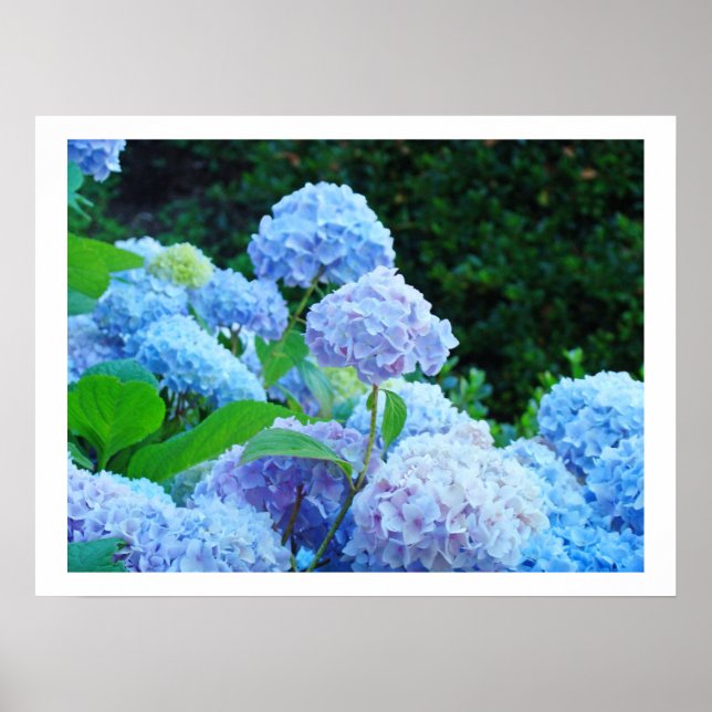 Impressions d'art décoratives fleurs d'hortensia b (Devant)