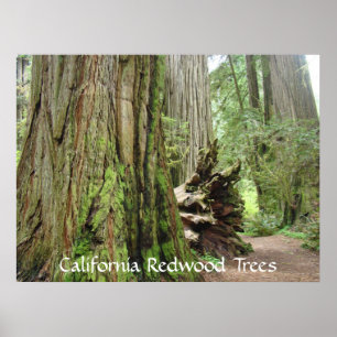Impressions d'art des arbres séquoias de Californi