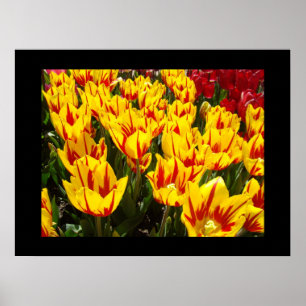 Impressions d'art du festival de tulipes jaunes vi
