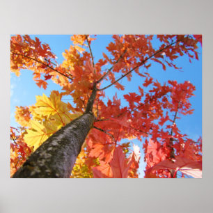 Impressions d'art Feuilles d'automne Arbre coloré 