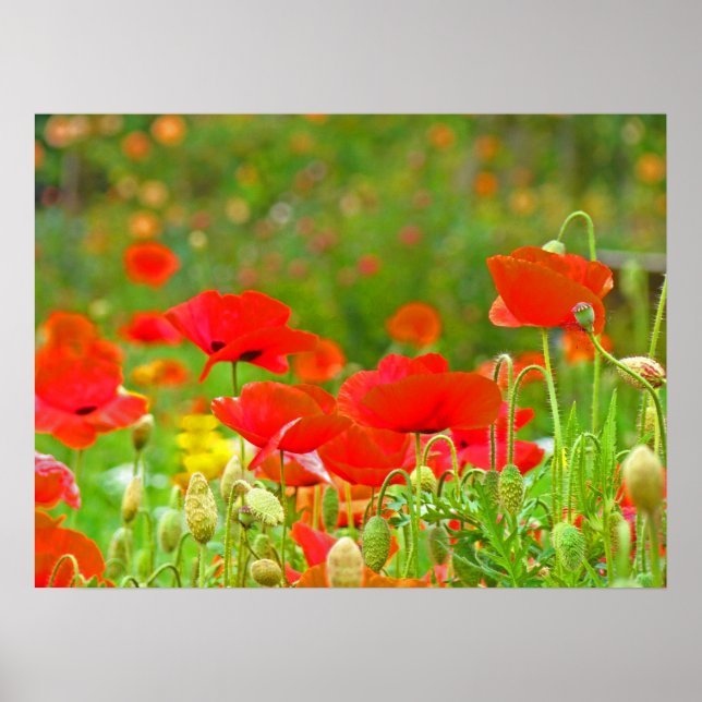 Impressions d'art fin champ de fleurs de pavot Coq (Devant)