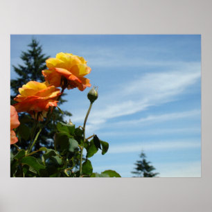 Impressions d'art fin de ciel bleu Orange Roses Ja
