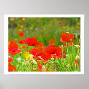 Impressions d'art fin de fleurs de coquelicots en