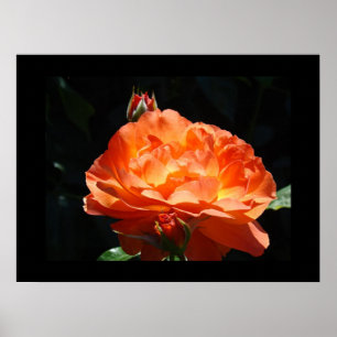 Impressions d'art fin de fleurs de rose colorées O