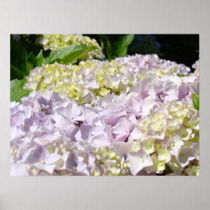 Impressions d'art fin de fleurs d'hortensia Floral