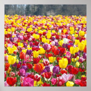 Impressions d'art fin de tulipes Fête de printemps