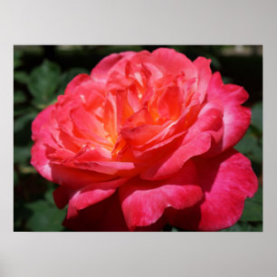 Impressions d'art fin Fleur de Rose Rouge Roses Ja