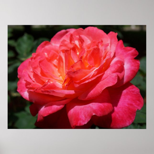 Impressions d'art fin Fleur de Rose Rouge Roses Ja (Devant)