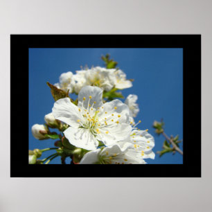 Impressions d'art fin Fleurs de cerisier