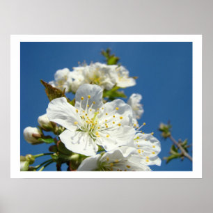 Impressions d'art fin Fleurs de cerisier Ciel bleu