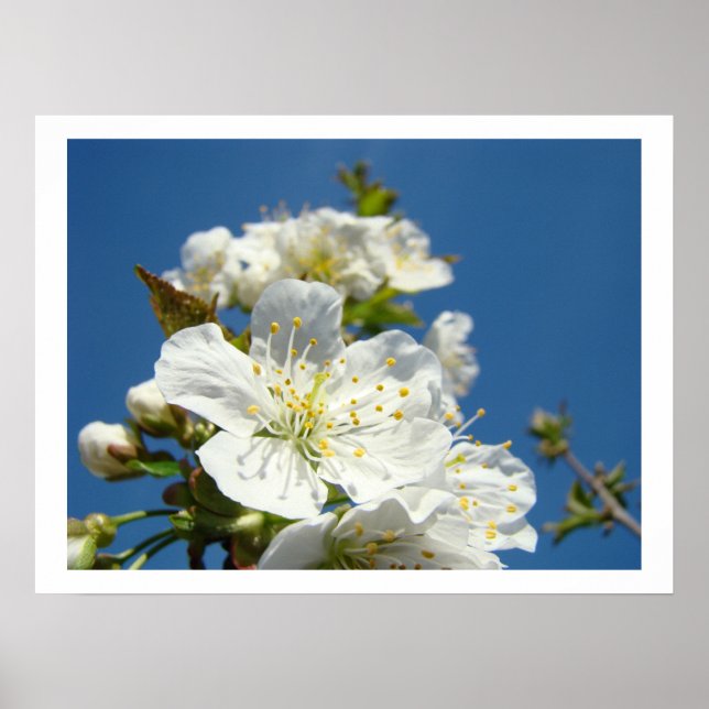 Impressions d'art fin Fleurs de cerisier Ciel bleu (Devant)