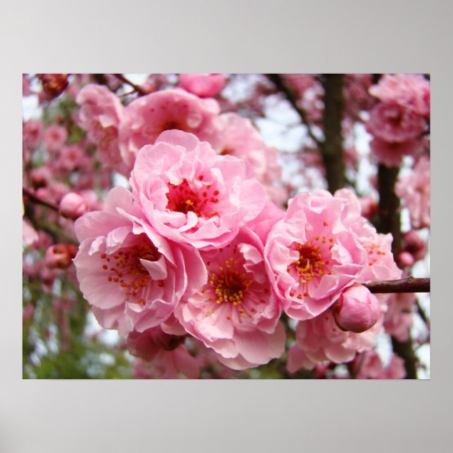 Impressions d'art fin Fleurs de cerisier rose Prin (Devant)