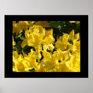 Impressions d'art fin Fleurs de Rhododendron Flora