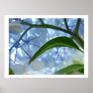 Impressions d'art fin Fleurs d'hortensia bleues Fl