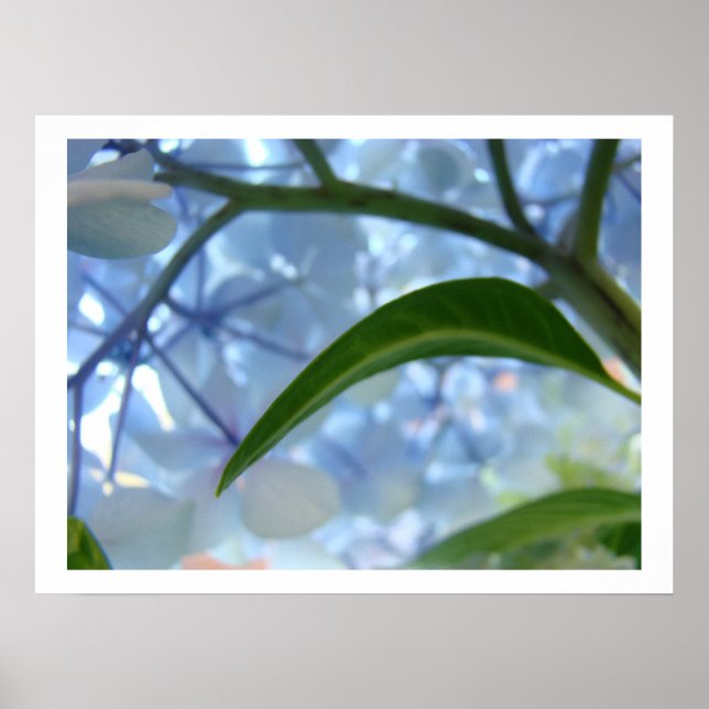 Impressions d'art fin Fleurs d'hortensia bleues Fl (Devant)