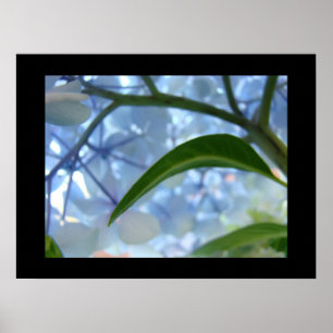 Impressions d'art fin floral bleu Fleurs d'hydrang