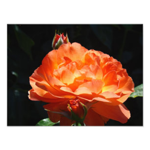 Impressions d'art fin Jardins de fleurs de rose Ph