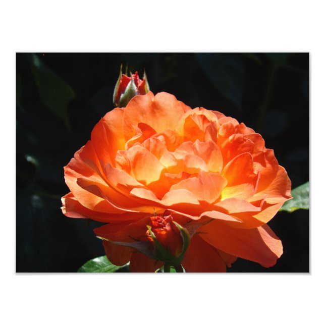 Impressions d'art fin Jardins de fleurs de rose Ph (Devant)