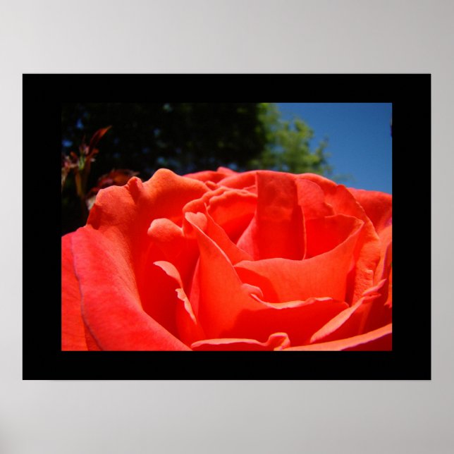 Impressions d'art fin Roses Fleur Rouge Jardin de  (Devant)