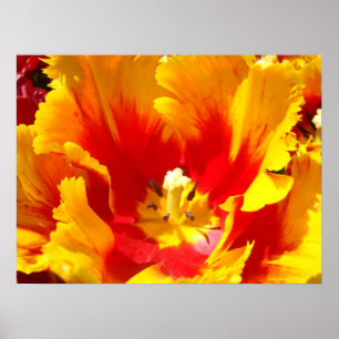 Impressions d'art fines de fleurs de tulipe rouge