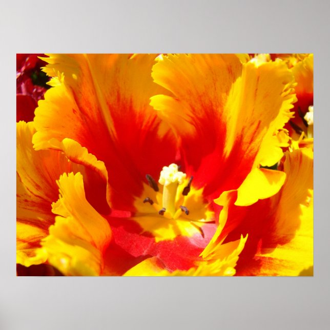 Impressions d'art fines de fleurs de tulipe rouge  (Devant)