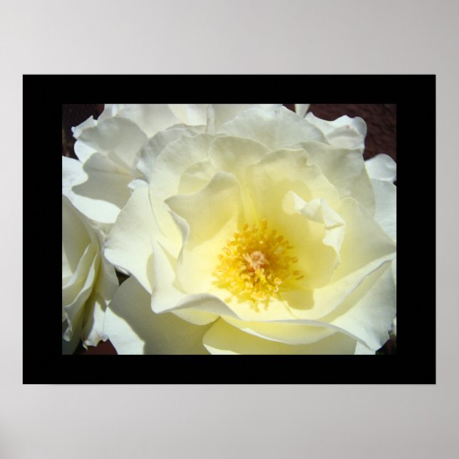 Impressions d'art fines de fleurs roses blanches j (Devant)