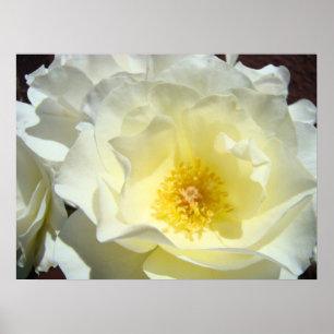 Impressions d'art fines de rose fleur jaune blanc
