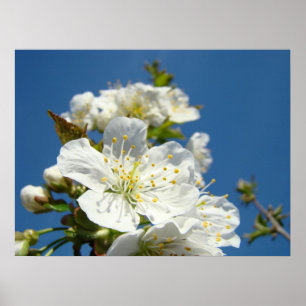 Impressions d'art Fleurs de cerisier blanc de prin