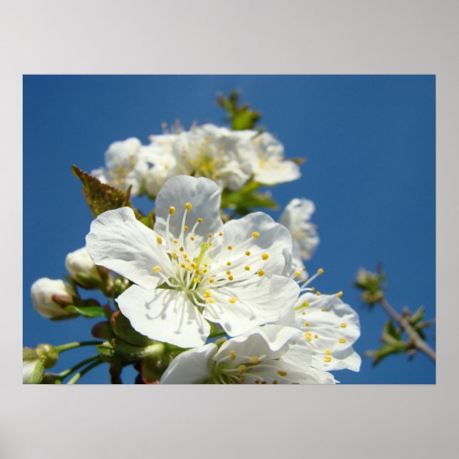 Impressions d'art Fleurs de cerisier blanc de prin (Devant)