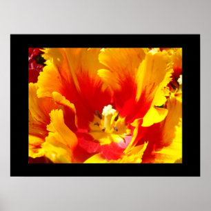 Impressions d'art floral de nature fine Tulipe jau