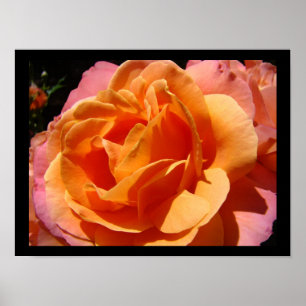 Impressions d'art floral de rose colorée vibrante