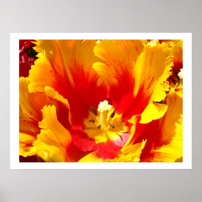 Impressions d'art floral de tulipe rouge jaune (Devant)
