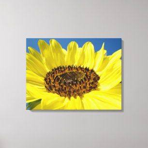 Impressions d'art sur toile Soleil jaune Fleur ble